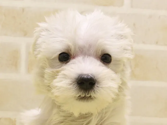 千葉県のハーフ犬・ミックス犬 (ペッツワン船橋習志野店/2025年1月27日生まれ/女の子/ホワイト)の子犬